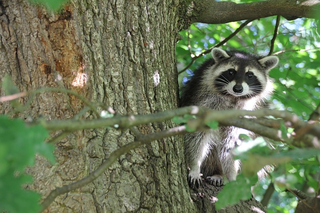 Free Raccoon Forest photo and picture