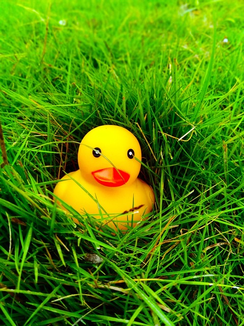 Free Duck Baby photo and picture