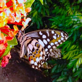Free Animal Natue photo and picture