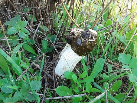 Pilz, Stinkender Phallus