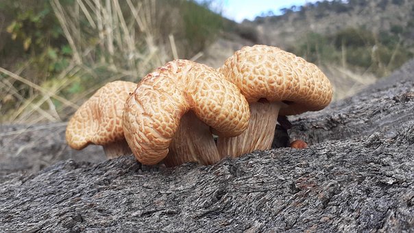 Spectabilis, Gymnopilus, Giftig, Pilz