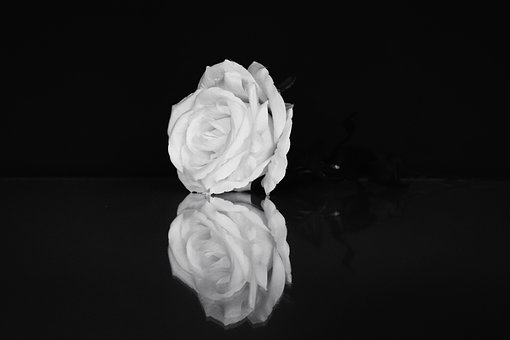 Free Rose Flower photo and picture