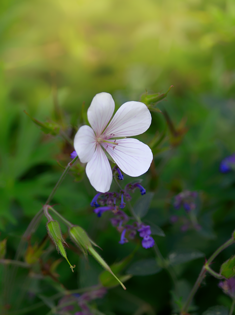 Free Flower Nature photo and picture