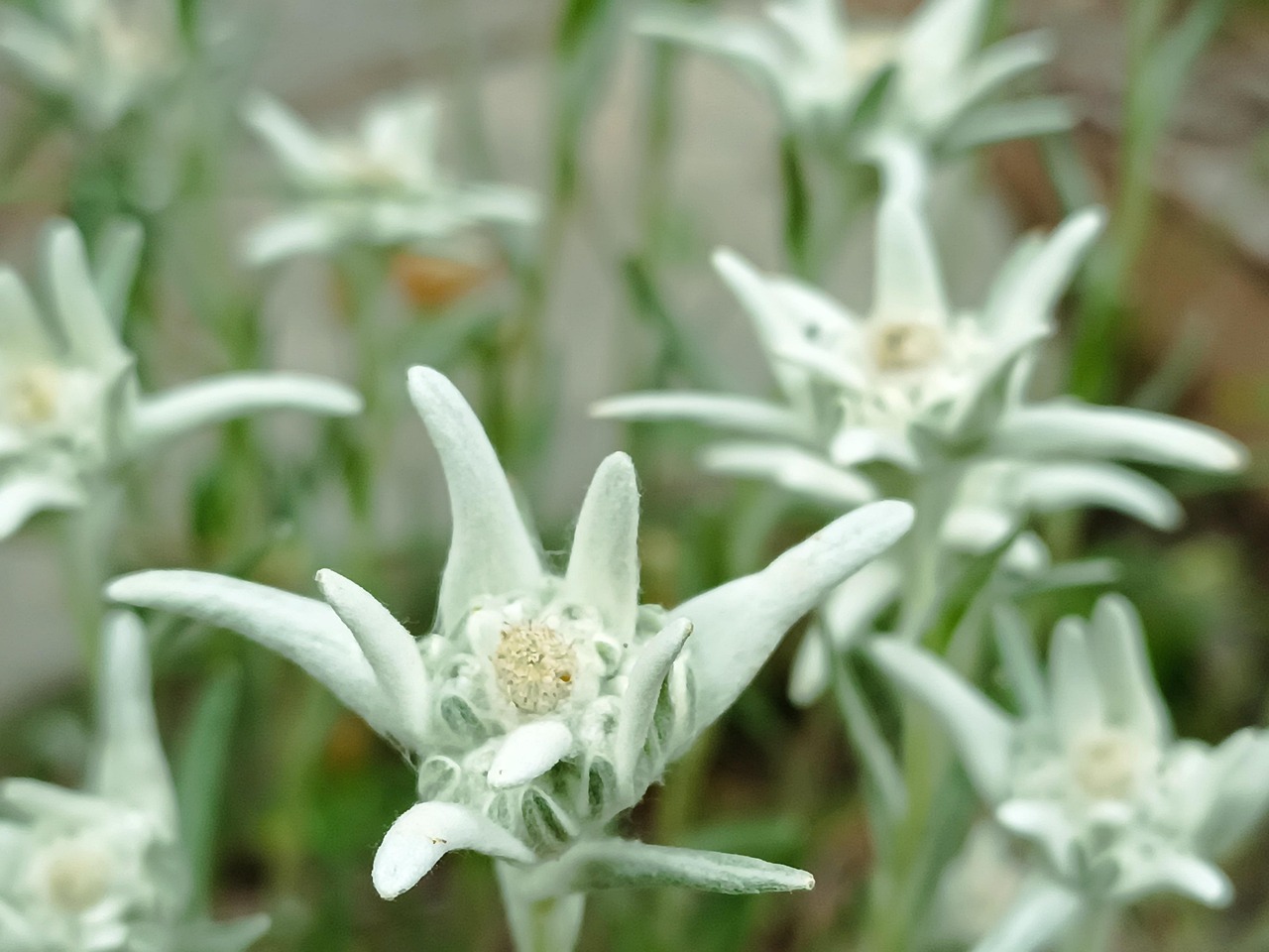 Estela Alpina Edelweiss Foto Gratis En Pixabay Pixabay estela-alpina-edelweiss-foto-gratis-en-pixabay-pixabay