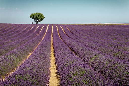 Lavanda, Flores, Campo, Provença