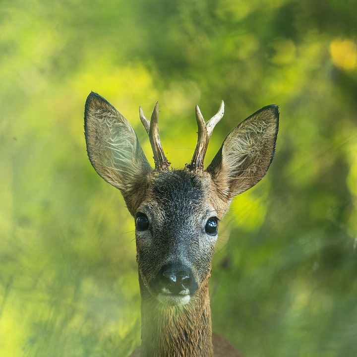 ノロジカ分類 _ ノロジカ 種類 : ノロジカの特徴:web動物図鑑 – NTWD