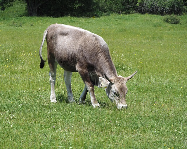 cattle-cow-beef-free-photo-on-pixabay-pixabay