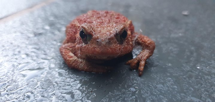 Free Toad Animal photo and picture