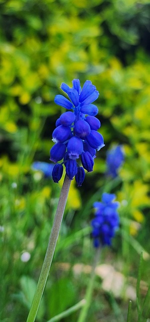 Free Beautiful Nature Blue Flowers photo and picture