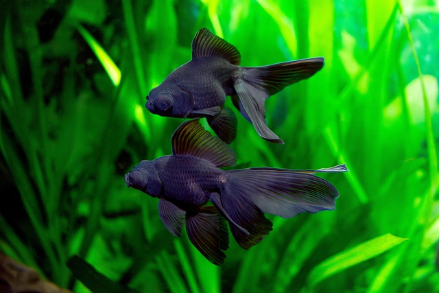Peixinho Dourado, Peixe, Aquário, Casal