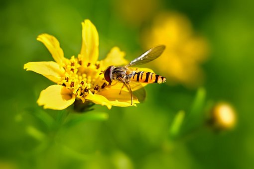 Voo Flutuante Do Bosque, Flor