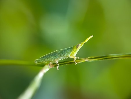 Fauna, Insekt, Naturlig, Makro, Dyr