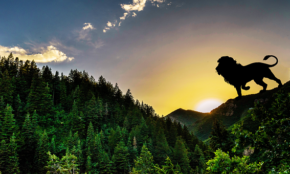 Free Nature Forest illustration and picture