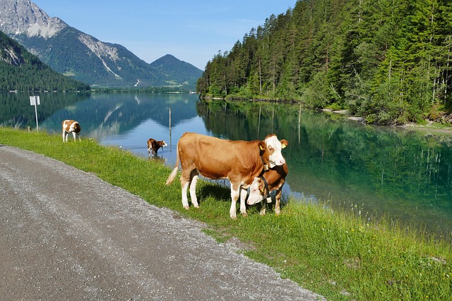 k-he-tiere-natur-kostenloses-foto-auf-pixabay-pixabay