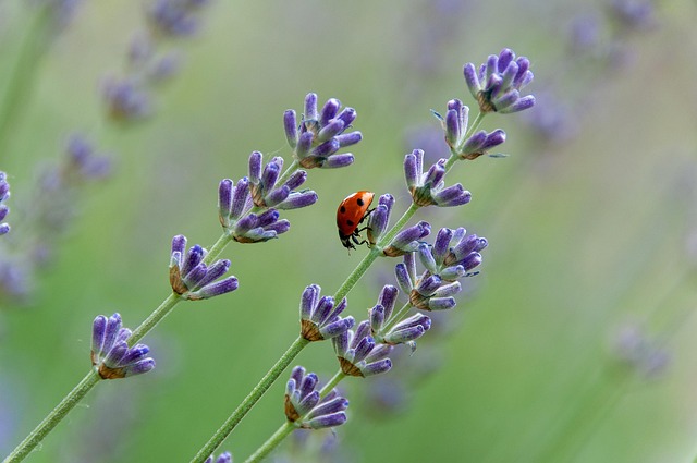 Download free HD stock image of Ladybug Insect Free Ladybug Insect photo and picture