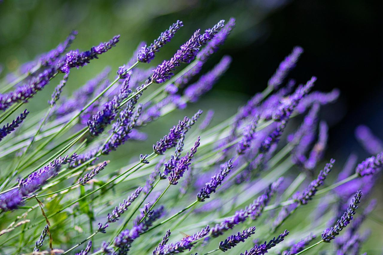 Lavender Flowers Plants Purple Free photo on Pixabay Pixabay