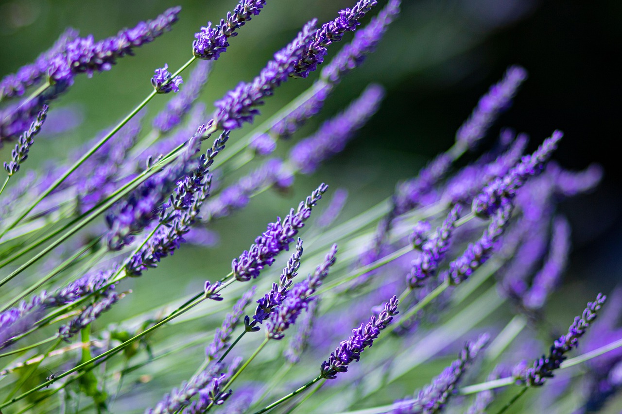 Lavendel Bloemen Planten Paarse - Gratis foto op Pixabay - Pixabay