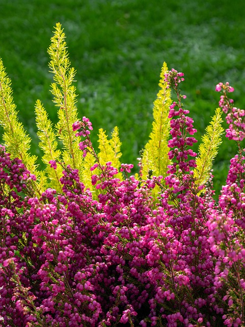 Free Flowers Plant photo and picture