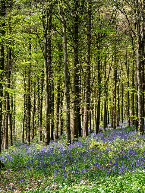 Free Forest Trees photo and picture
