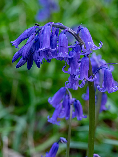 Free Bluebells Flowers photo and picture