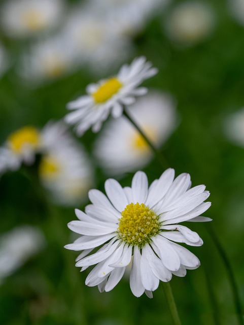 Free Daisy Flower photo and picture