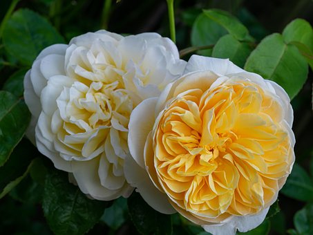 Free Golden Celebration Roses photo and picture
