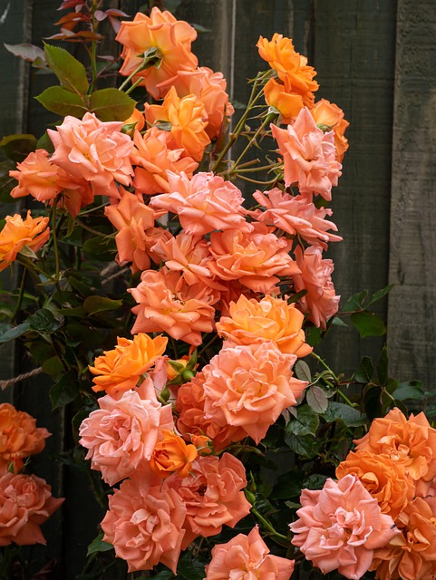 Free Roses Flowers photo and picture