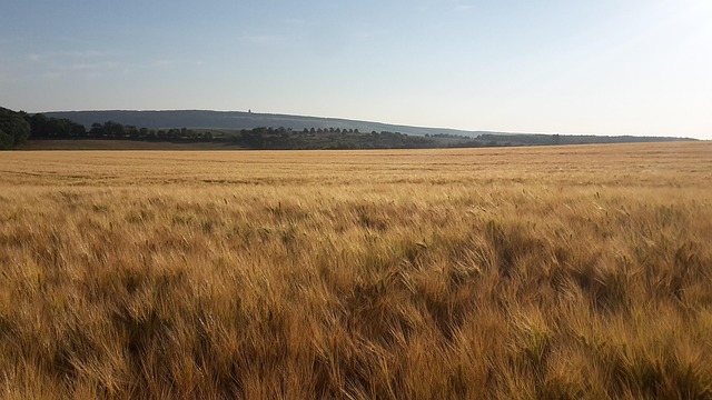 Free Barley Grain Field photo and picture