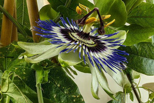 Flor De La Pasión, Flor, Planta