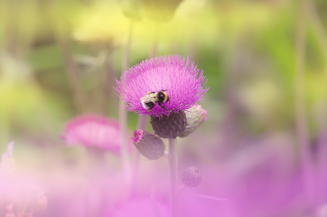 Free Bee Nature photo and picture