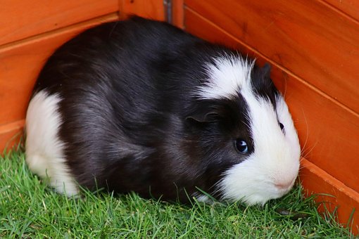 Free Guinea Pig Rodent photo and picture