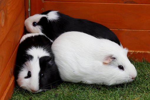 Free Guinea Pig Rodents photo and picture