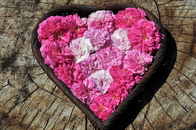 Free Flowers Roses photo and picture