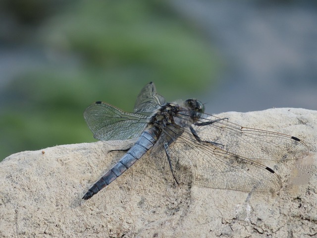 Libellule Insecte Volant - Photo gratuite sur Pixabay - Pixabay
