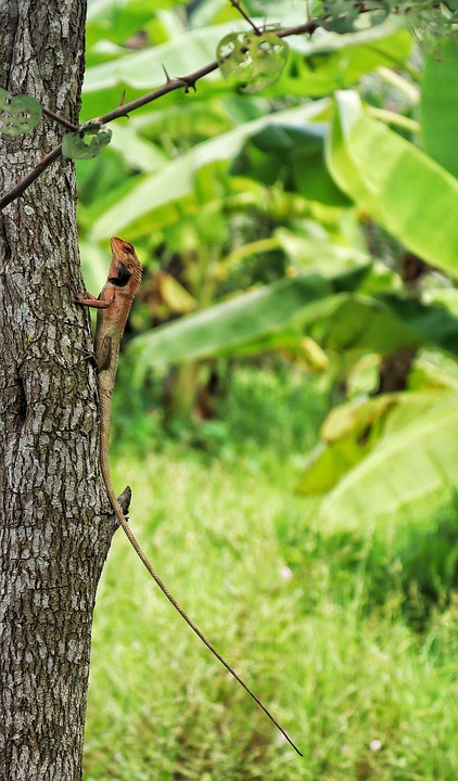 Outside Lizard Wild Lizard Outdoors - Free photo on Pixabay - Pixabay