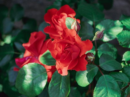 Free Flora Roses photo and picture