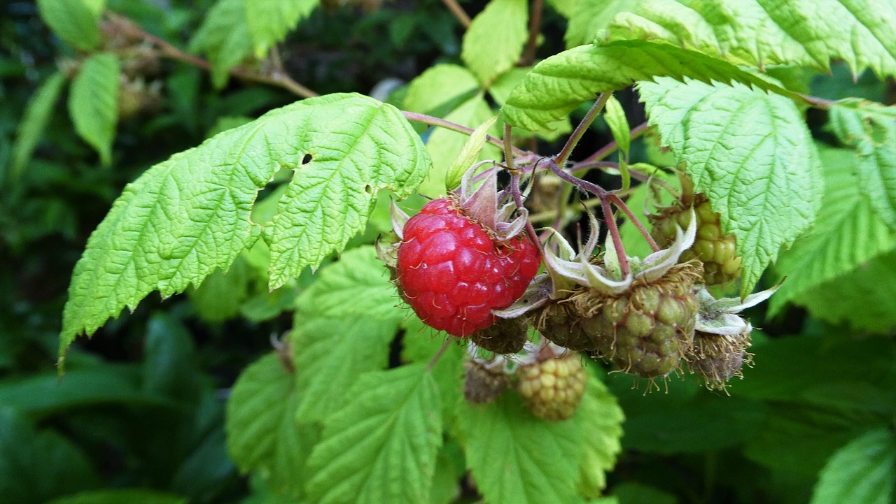 Raspberry Fruit Shrub Free photo on Pixabay Pixabay