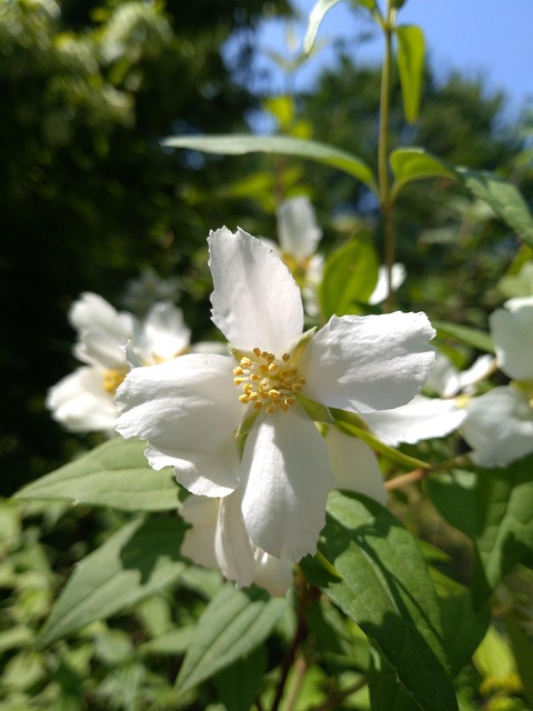 Free Flower Nature photo and picture