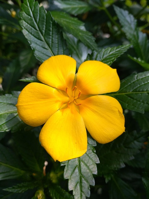 Free Flower Nature photo and picture