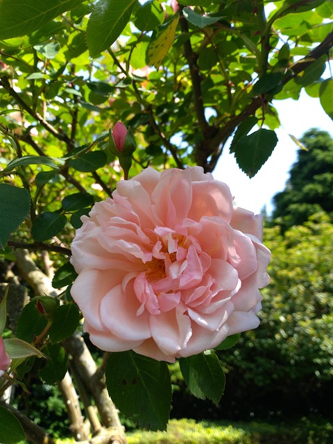 Free Rose Flower photo and picture