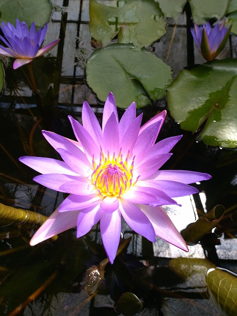 Free Lily Pond photo and picture