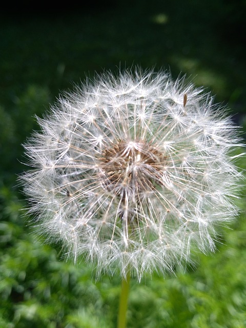 Free Dandelion Flower photo and picture