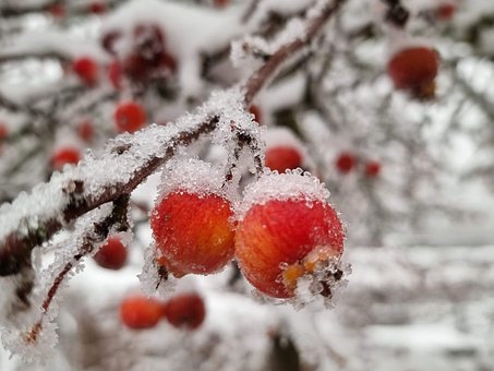 Free Winter Berry photo and picture