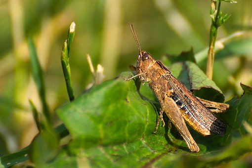 Free Grasshopper Insect photo and picture