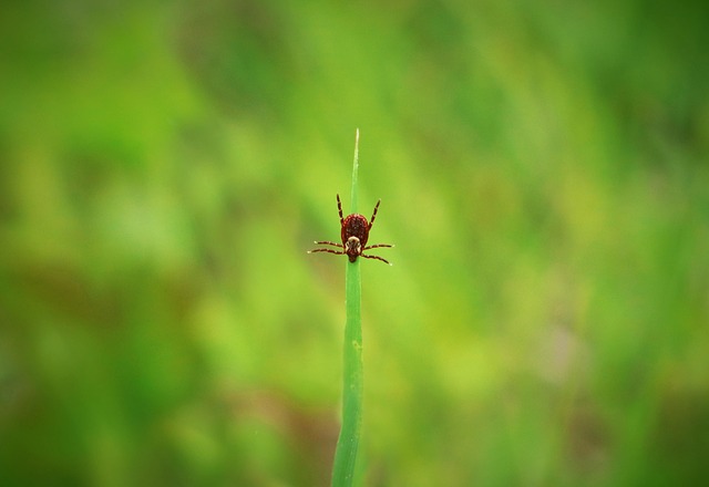 Tick Insect Pest - Free photo on Pixabay - Pixabay