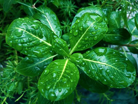 Free Green Nature photo and picture