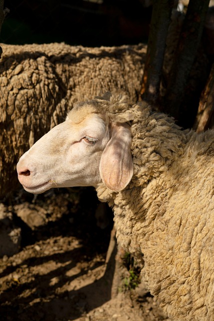 Free Sheep Wool photo and picture
