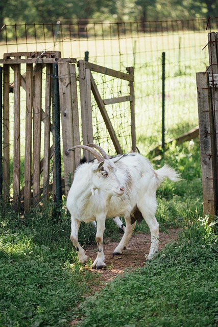 Free Goat Nature photo and picture