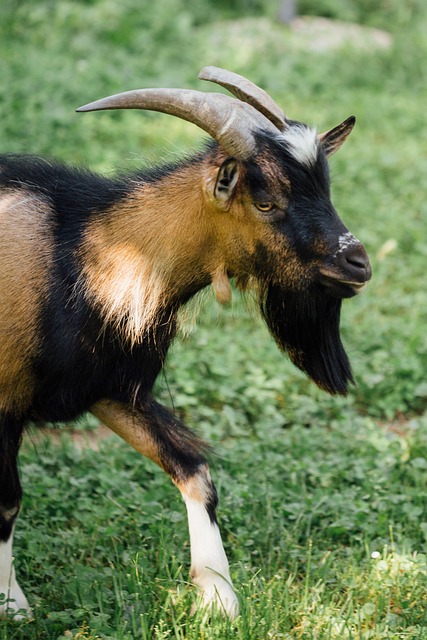 Free Goat Animal photo and picture