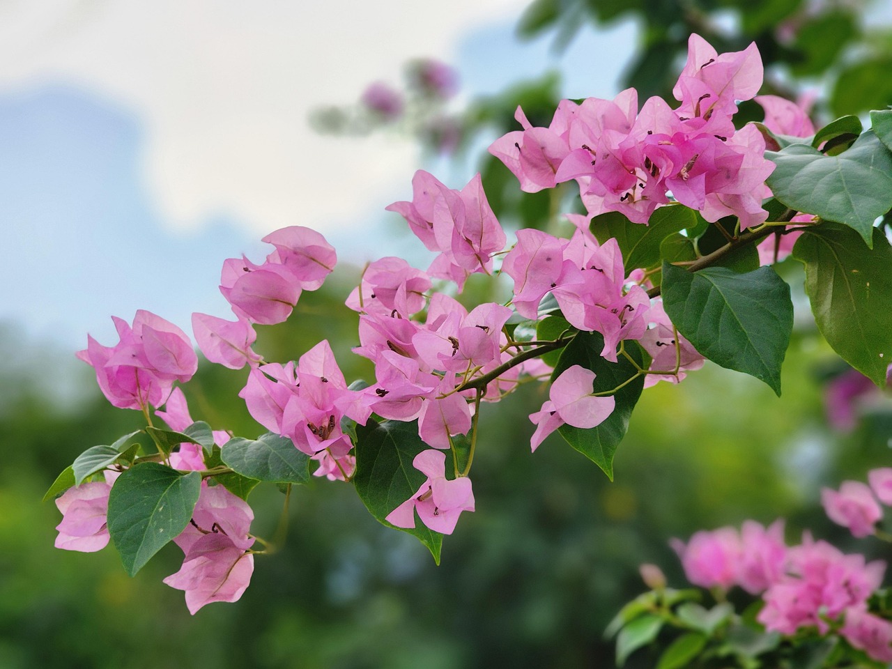 Fleurs Fleurir Floral - Photo gratuite sur Pixabay - Pixabay